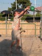Beachvolleyball